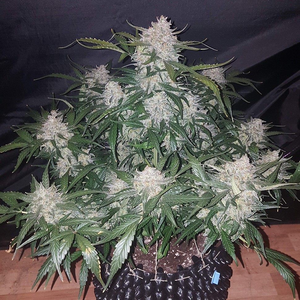 Семена Auto Anesthesia feminised Ganja Seeds
