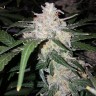 Семена конопли Auto Anesthesia feminised Ganja Seeds Семена конопли Auto Anesthesia feminised Ganja Seeds