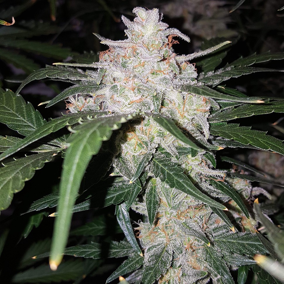 Семена конопли Auto Anesthesia feminised Ganja Seeds Семена конопли Auto Anesthesia feminised Ganja Seeds