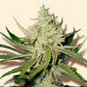 Amnesia Haze feminised Ganja Seeds купить Amnesia Haze feminised Ganja Seeds купить