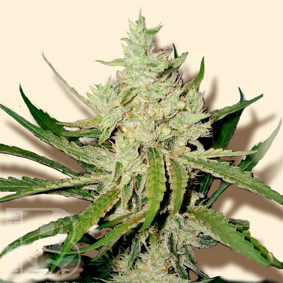 Семена каннабиса Amnesia Haze feminised Ganja Seeds