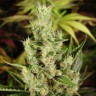 Amnesia Haze feminised Ganja Seeds заказать Amnesia Haze feminised Ganja Seeds заказать