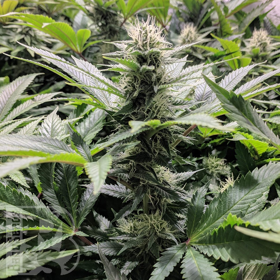 Amnesia Haze feminised Ganja Seeds недорого Amnesia Haze feminised Ganja Seeds недорого