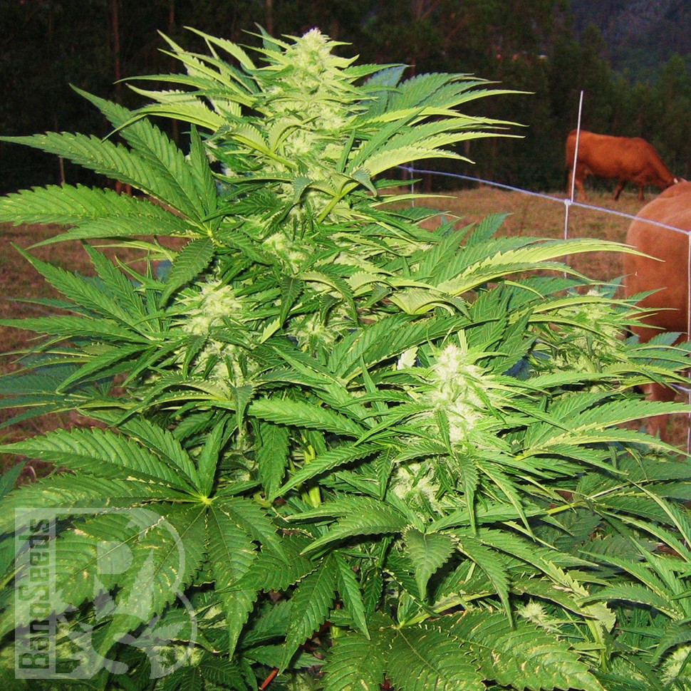Семена конопли Narkush feminised Ganja Seeds Семена конопли Narkush feminised Ganja Seeds