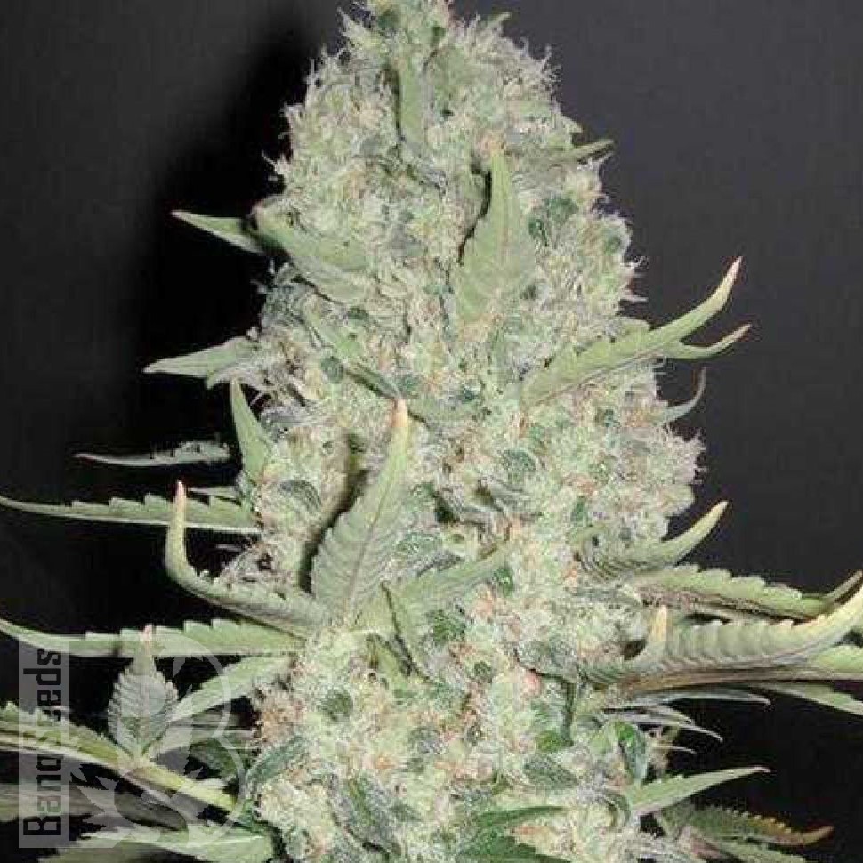 Семена конопли Narkush feminised Ganja Seeds
