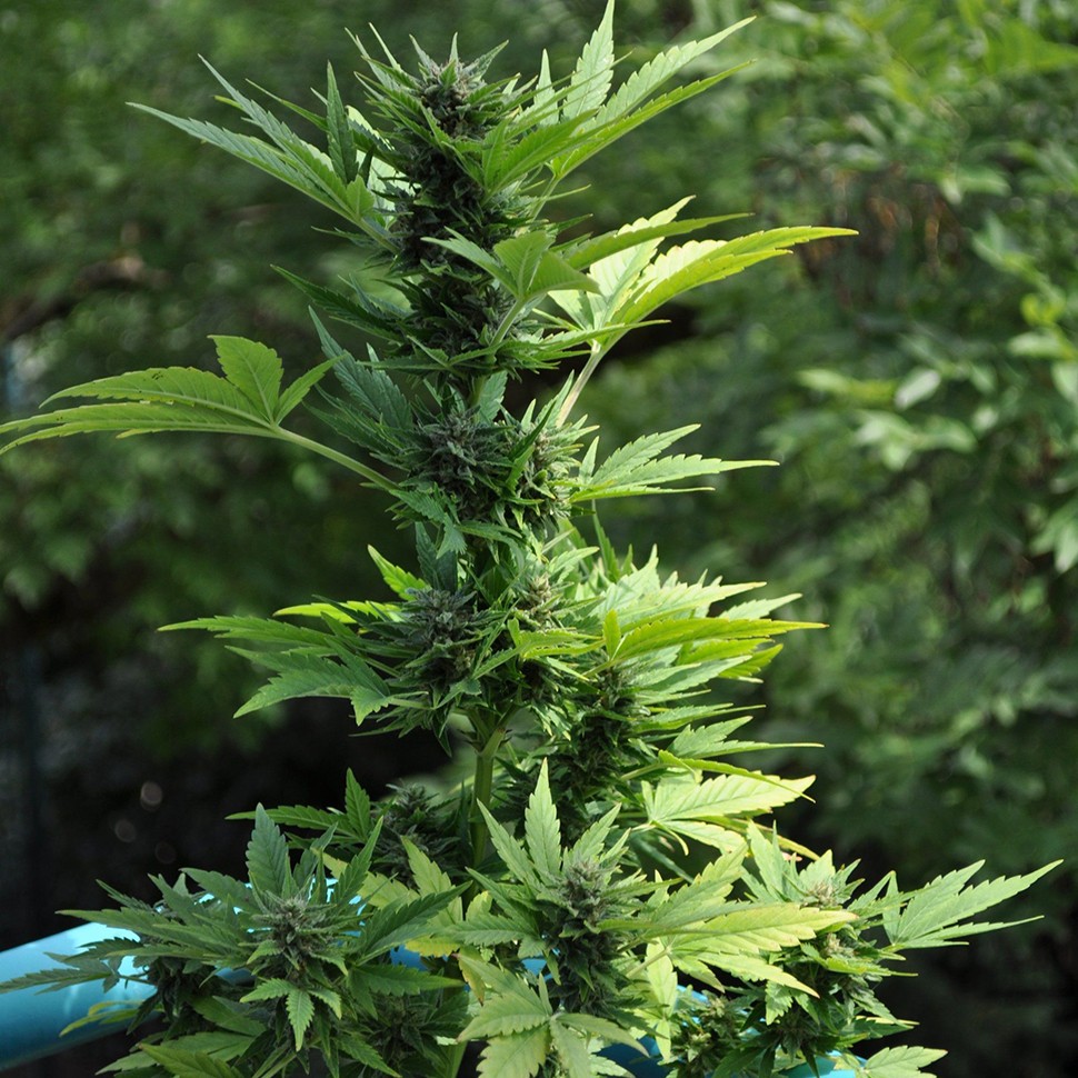 купить семена конопли в Украине Auto Lowryder2 feminised купить семена конопли в Украине Auto Lowryder2 feminised