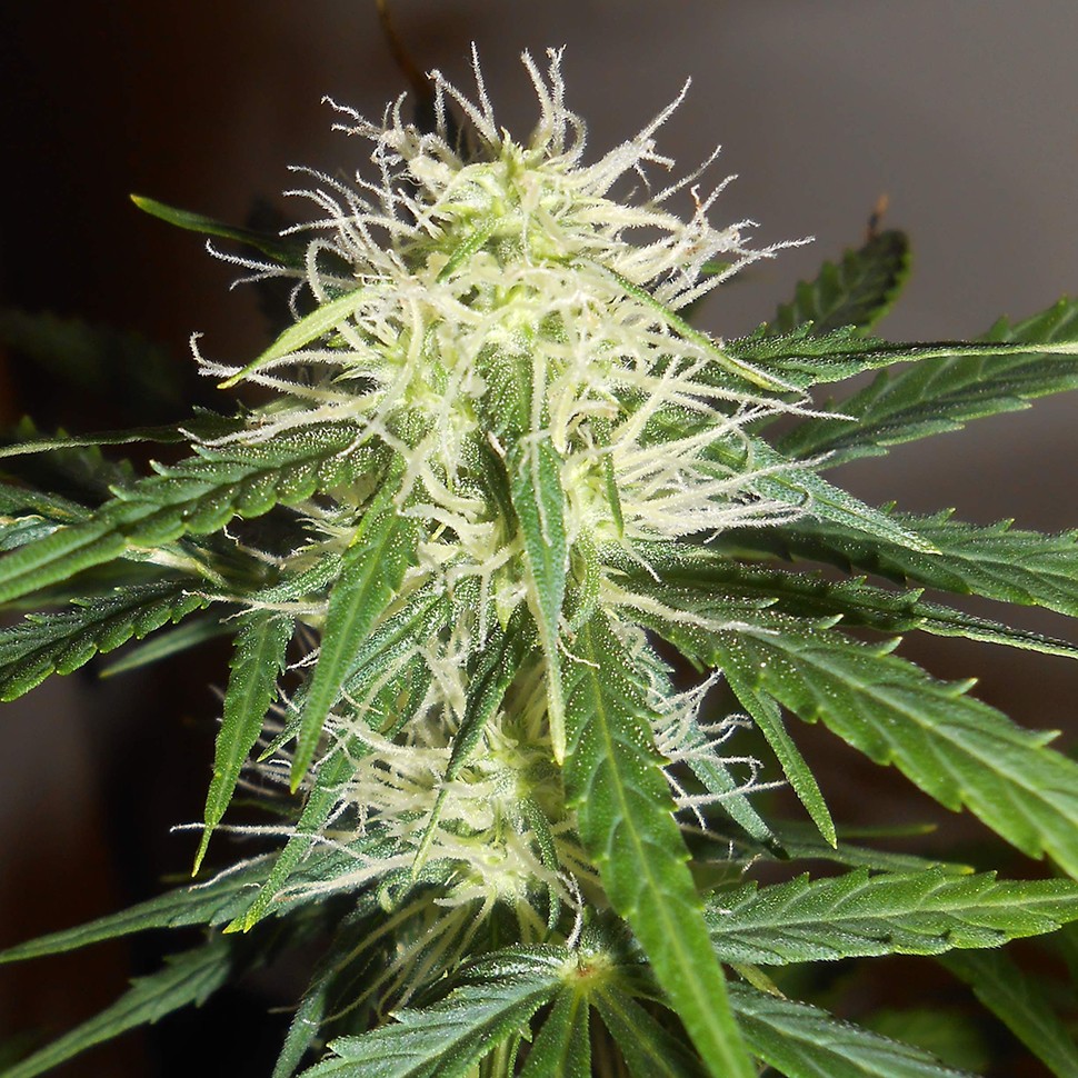 Семена каннабиса Auto Lowryder #2 feminised Ganja Seeds