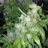 Семена каннабиса Auto Lowryder #2 feminised Ganja Seeds Семена каннабиса Auto Lowryder #2 feminised Ganja Seeds