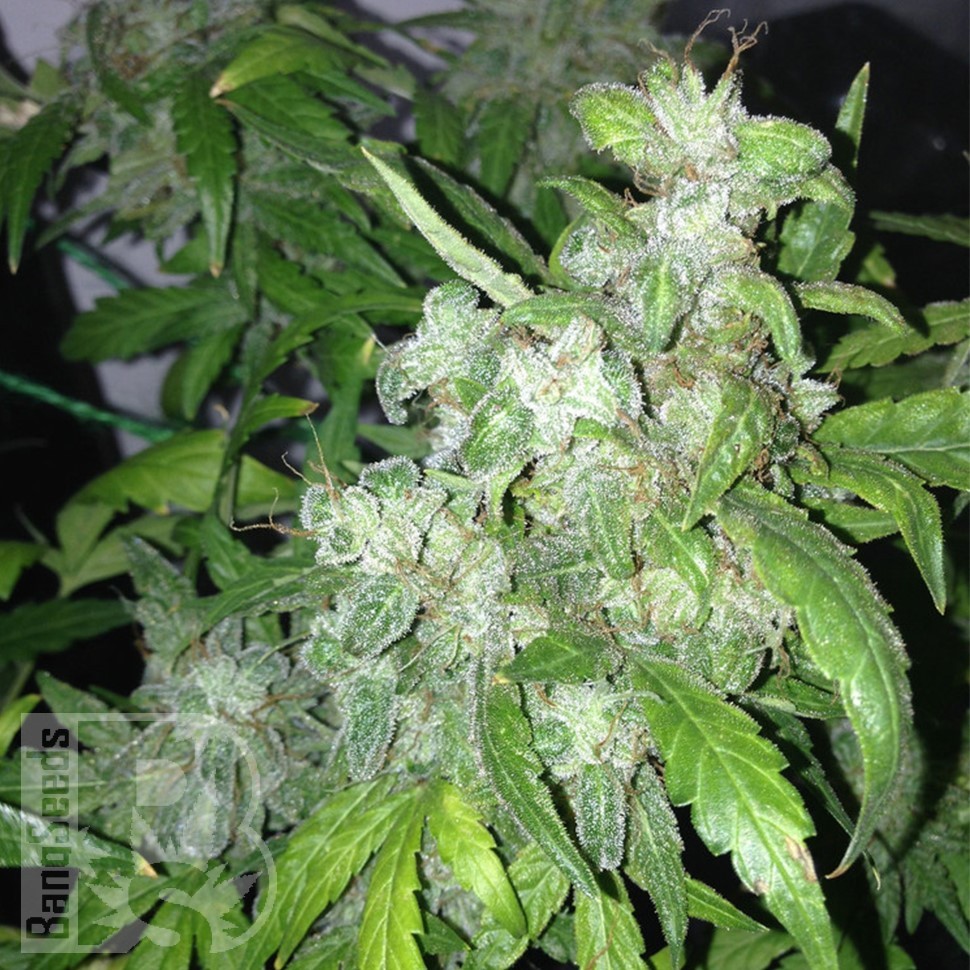 Семена каннабиса Auto Lowryder #2 feminised Ganja Seeds Семена каннабиса Auto Lowryder #2 feminised Ganja Seeds