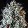Семена каннабиса Auto Lowryder #2 feminised Ganja Seeds Семена каннабиса Auto Lowryder #2 feminised Ganja Seeds