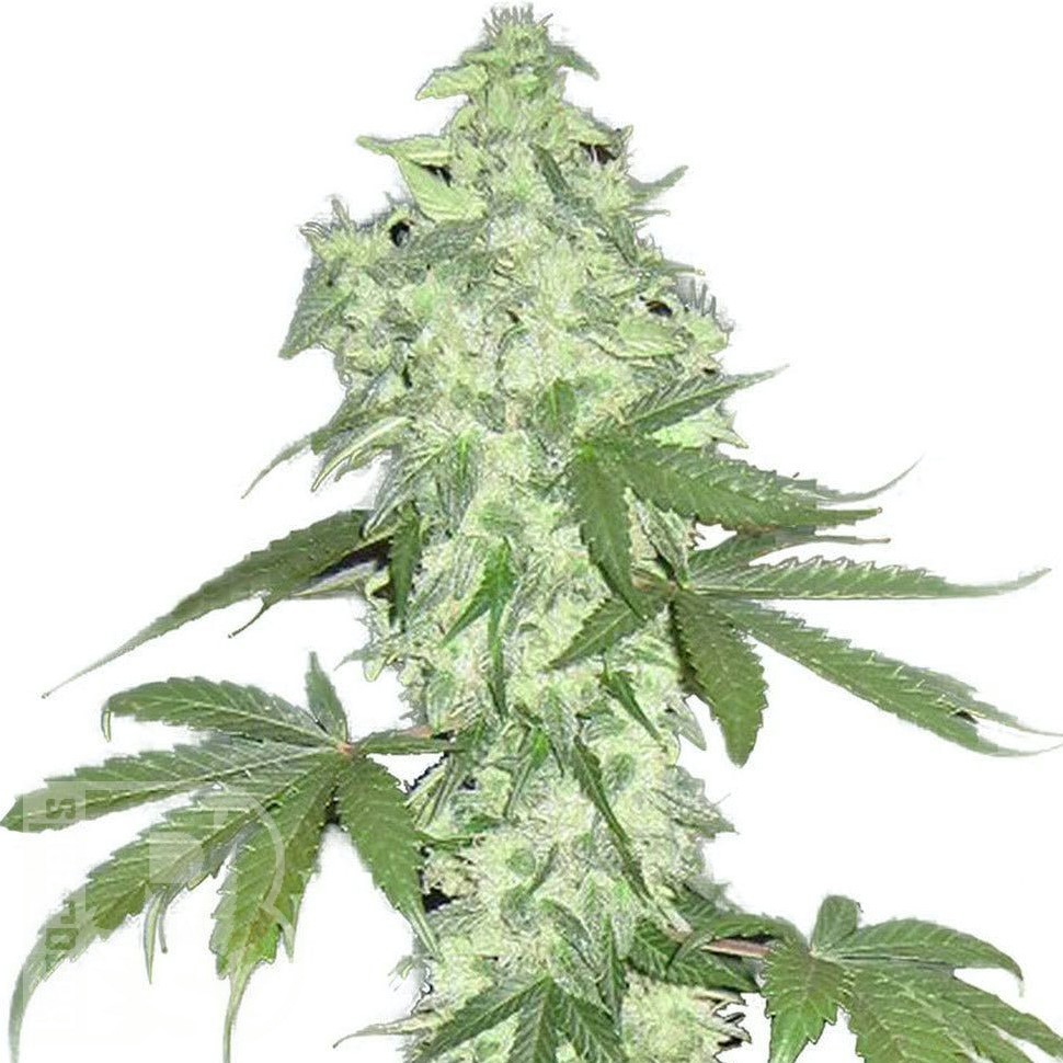 Семена каннабиса Auto Lowryder #2 feminised Ganja Seeds Семена каннабиса Auto Lowryder #2 feminised Ganja Seeds