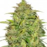 Семена каннабиса Auto Lowryder #2 feminised Ganja Seeds Семена каннабиса Auto Lowryder #2 feminised Ganja Seeds