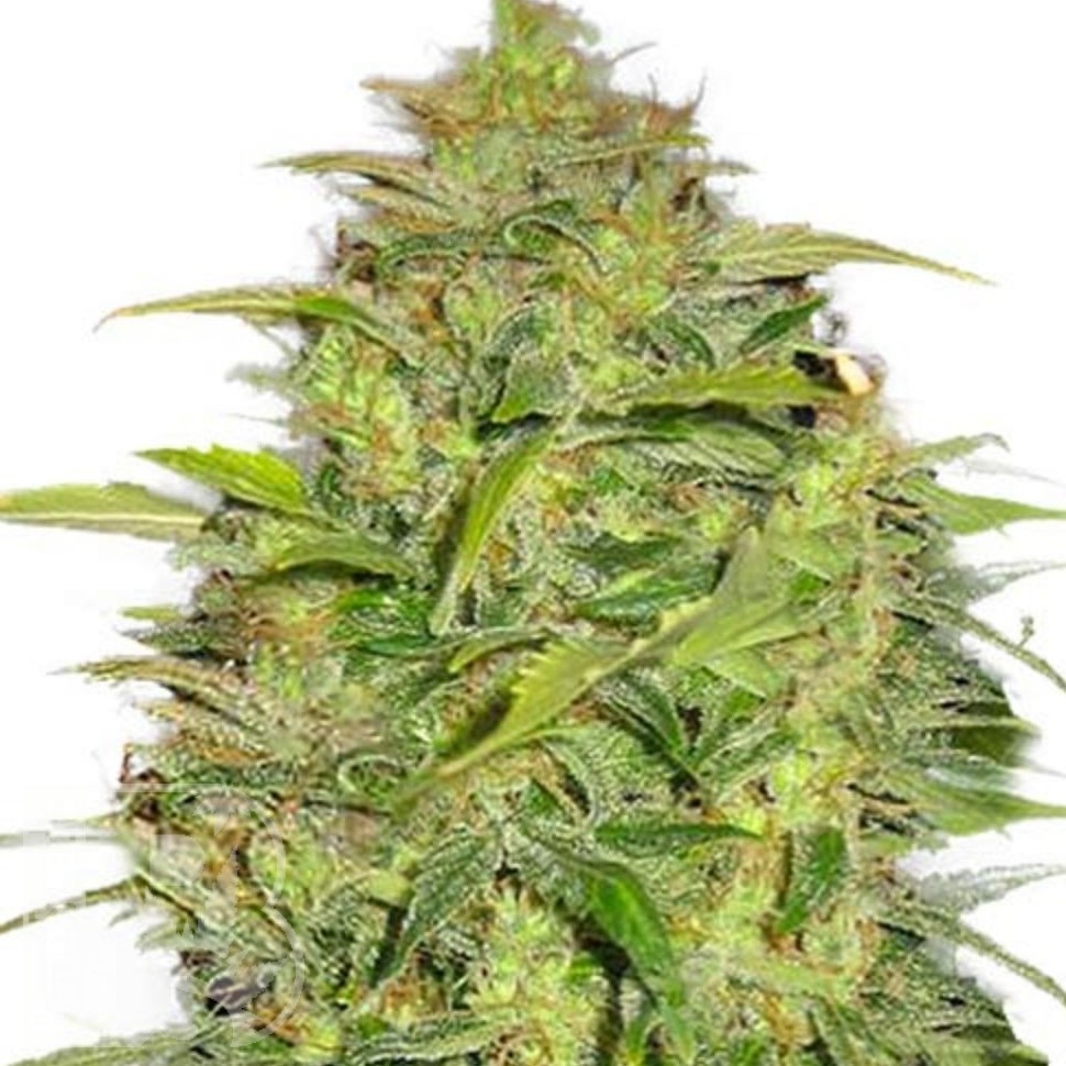 Семена каннабиса Auto Lowryder #2 feminised Ganja Seeds Семена каннабиса Auto Lowryder #2 feminised Ganja Seeds