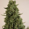 Семена каннабиса Auto Lowryder #2 feminised Ganja Seeds Семена каннабиса Auto Lowryder #2 feminised Ganja Seeds
