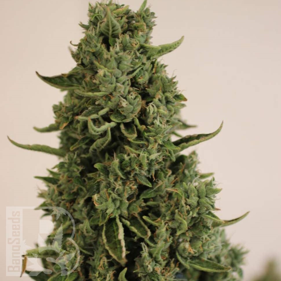 Семена каннабиса Auto Lowryder #2 feminised Ganja Seeds Семена каннабиса Auto Lowryder #2 feminised Ganja Seeds