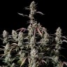 Семена каннабиса Auto Lowryder #2 feminised Ganja Seeds Семена каннабиса Auto Lowryder #2 feminised Ganja Seeds