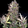 Семена каннабиса Auto Lowryder #2 feminised Ganja Seeds Семена каннабиса Auto Lowryder #2 feminised Ganja Seeds