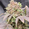 Семена каннабиса Auto Lowryder #2 feminised Ganja Seeds Семена каннабиса Auto Lowryder #2 feminised Ganja Seeds