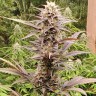 Семена каннабиса Auto Lowryder #2 feminised Ganja Seeds Семена каннабиса Auto Lowryder #2 feminised Ganja Seeds