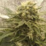 Семена ганжа Jack Herer regular Ganja Seeds Семена ганжа Jack Herer regular Ganja Seeds