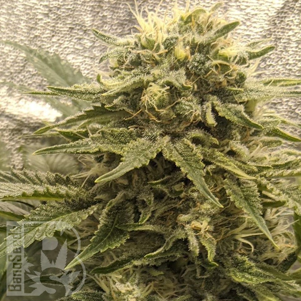 Семена ганжа Jack Herer regular Ganja Seeds Семена ганжа Jack Herer regular Ganja Seeds