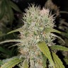 Семена ганжа Jack Herer regular Ganja Seeds Семена ганжа Jack Herer regular Ganja Seeds