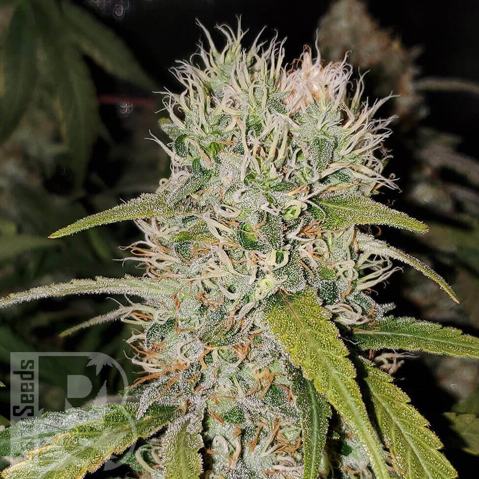 Семена ганжа Jack Herer regular Ganja Seeds Семена ганжа Jack Herer regular Ganja Seeds