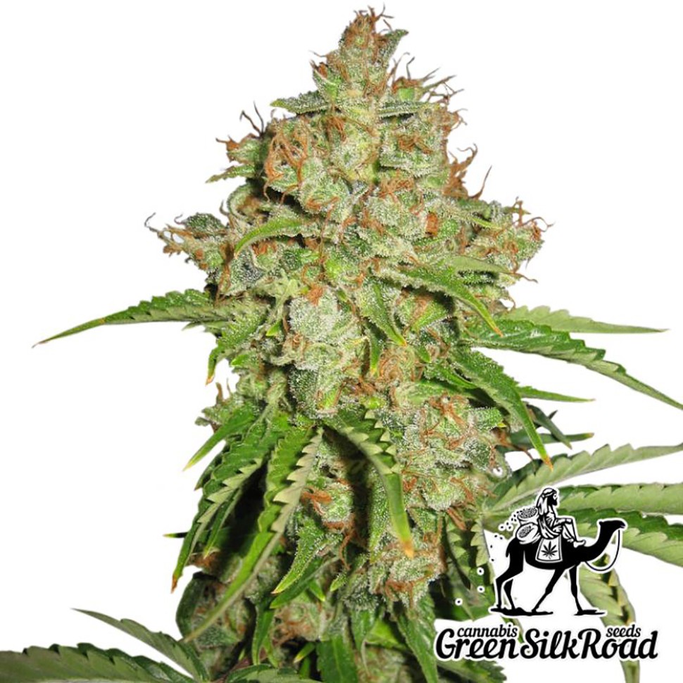 Семена марихуаны Auto White Russian feminised Green Silk Road Seeds