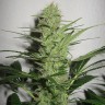 заказать семена конопли автоцвет Auto White Russian feminised заказать семена конопли автоцвет Auto White Russian feminised