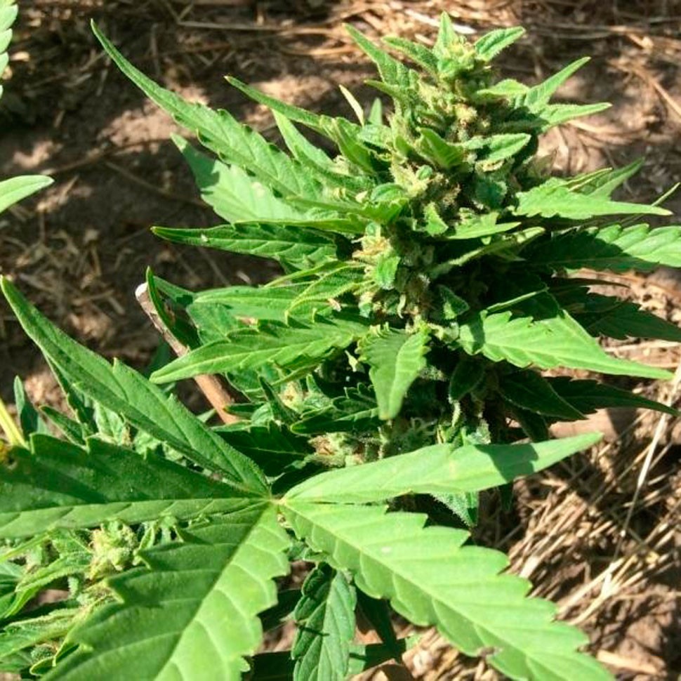 семена конопли автоцвет Auto Betty Boo feminised семена конопли автоцвет Auto Betty Boo feminised