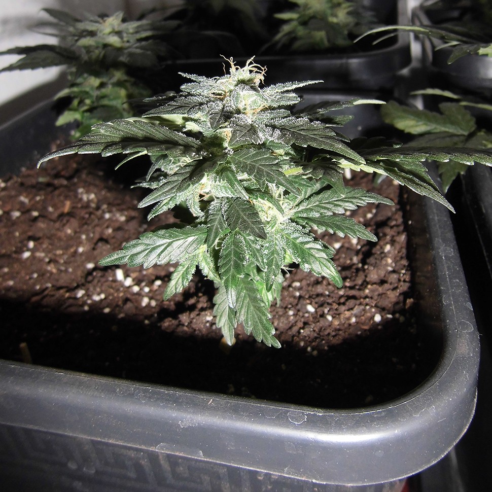 семена конопли в фирменной упаковке Auto Betty Boo feminised