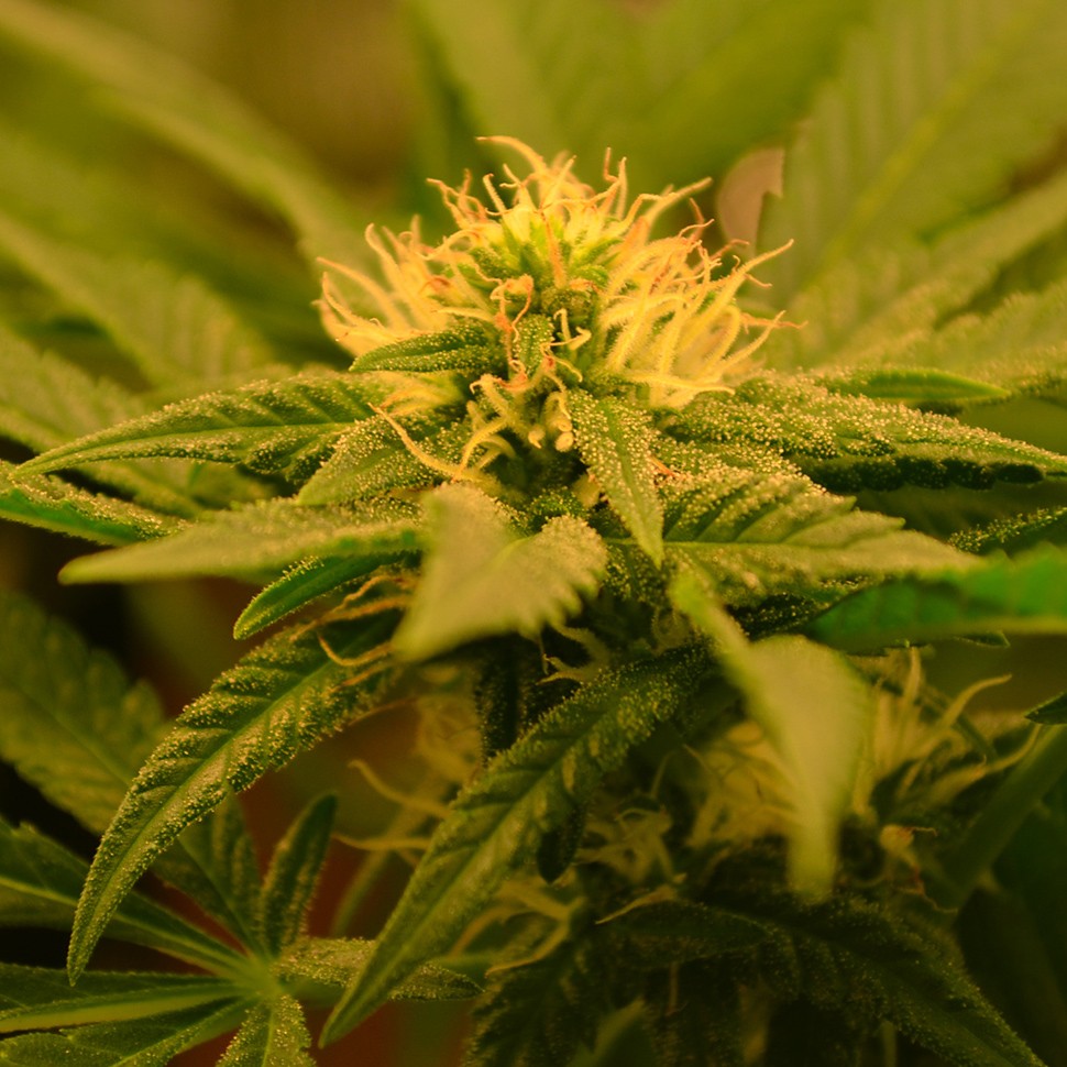 семена конопли f1 в оригинальной упаковке Auto Betty Boo feminised семена конопли f1 в оригинальной упаковке Auto Betty Boo feminised