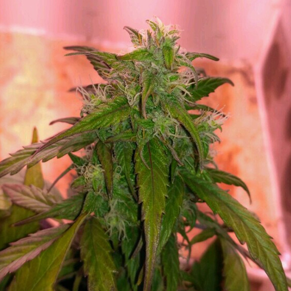 Семена конопли Auto Betty Boo Семена конопли Auto Betty Boo