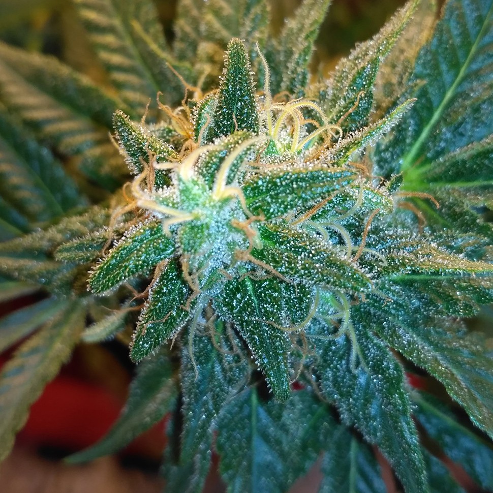 семена индийской конопли Auto Betty Boo feminised семена индийской конопли Auto Betty Boo feminised