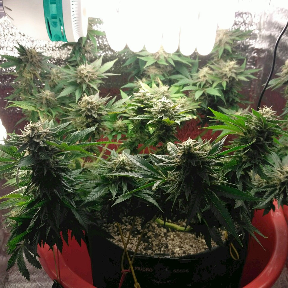 Семена конопли Auto Betty Boo feminised Ganja Seeds