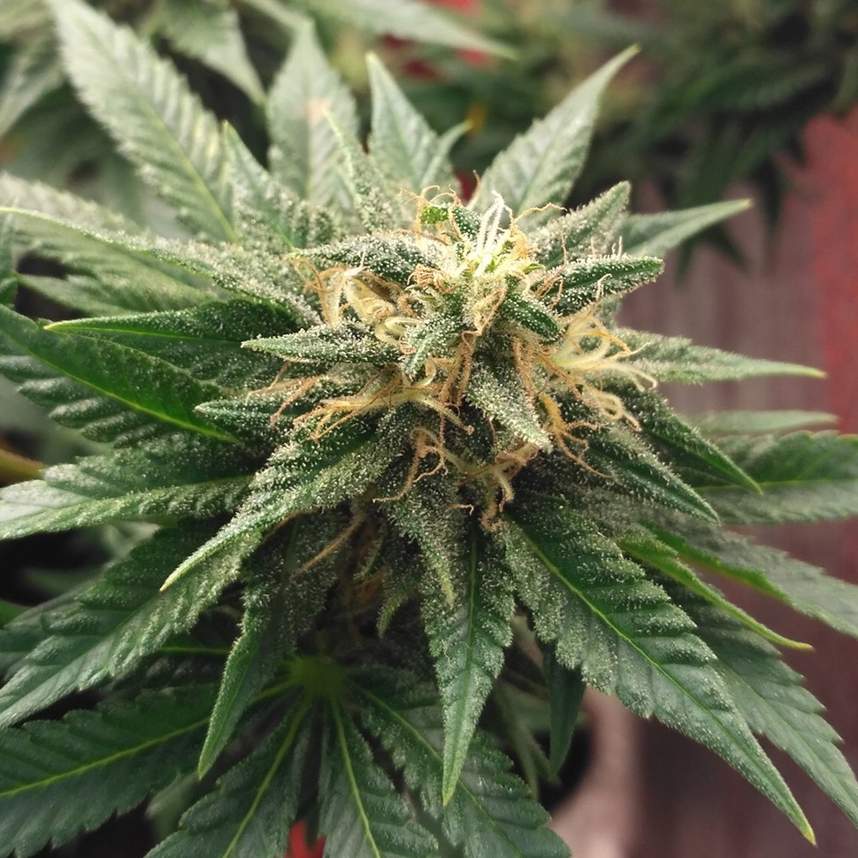 семена конопли дешево Auto Betty Boo feminised семена конопли дешево Auto Betty Boo feminised