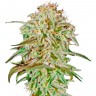 Семена марихуаны AMS feminised Ganja Seeds Семена марихуаны AMS feminised Ganja Seeds