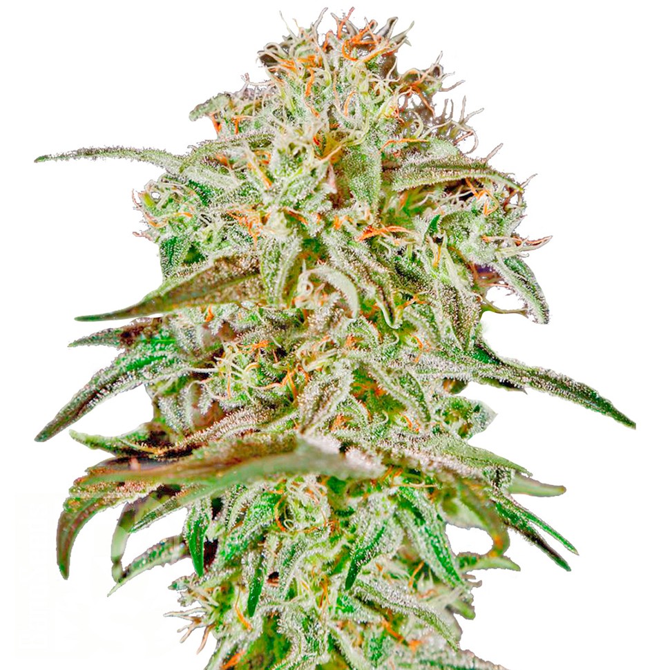 Семена марихуаны AMS feminised Ganja Seeds Семена марихуаны AMS feminised Ganja Seeds