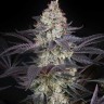Семена марихуаны AMS feminised Ganja Seeds Семена марихуаны AMS feminised Ganja Seeds