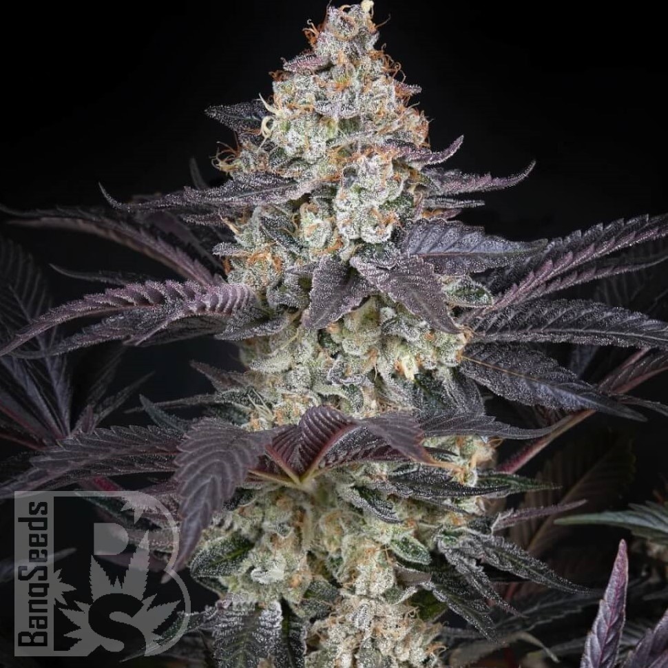 Семена марихуаны AMS feminised Ganja Seeds
