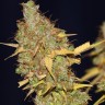 Семена марихуаны AMS feminised Ganja Seeds Семена марихуаны AMS feminised Ganja Seeds