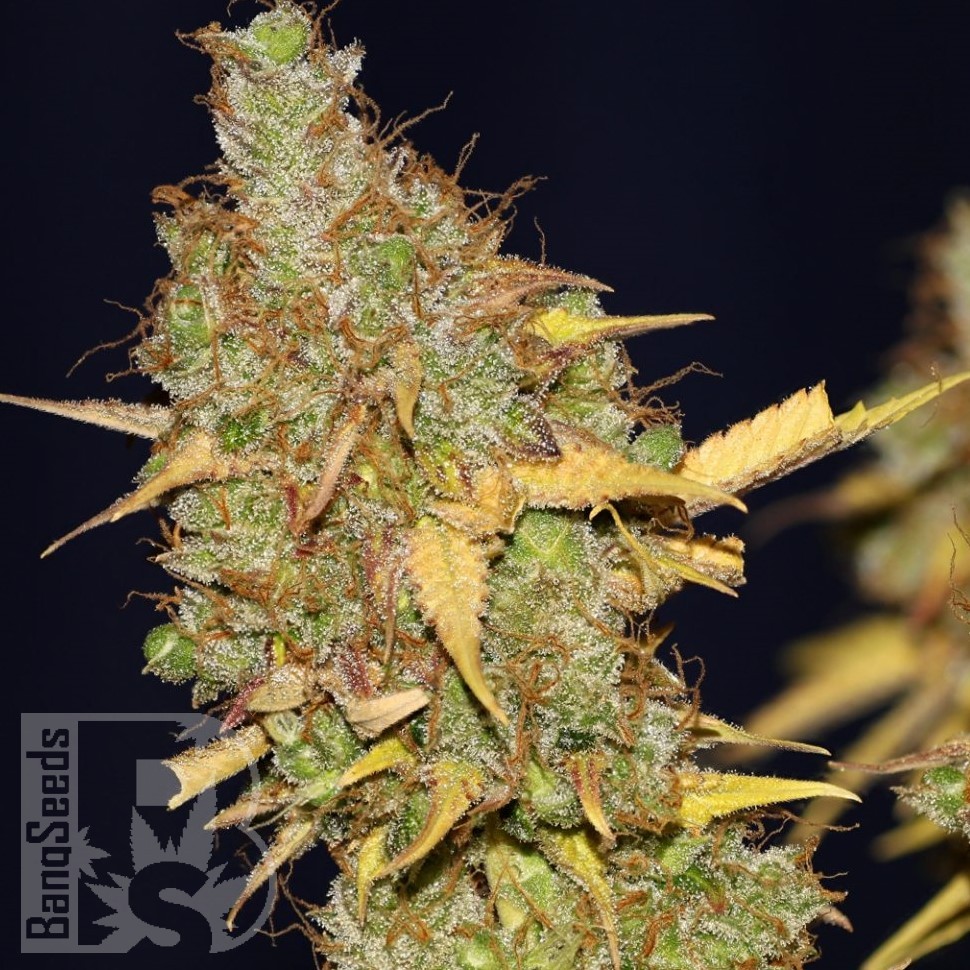 Семена марихуаны AMS feminised Ganja Seeds Семена марихуаны AMS feminised Ganja Seeds