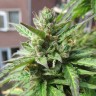 Семена ганжа Northern Lights x Skunk feminised Ganja Seeds Семена ганжа Northern Lights x Skunk feminised Ganja Seeds
