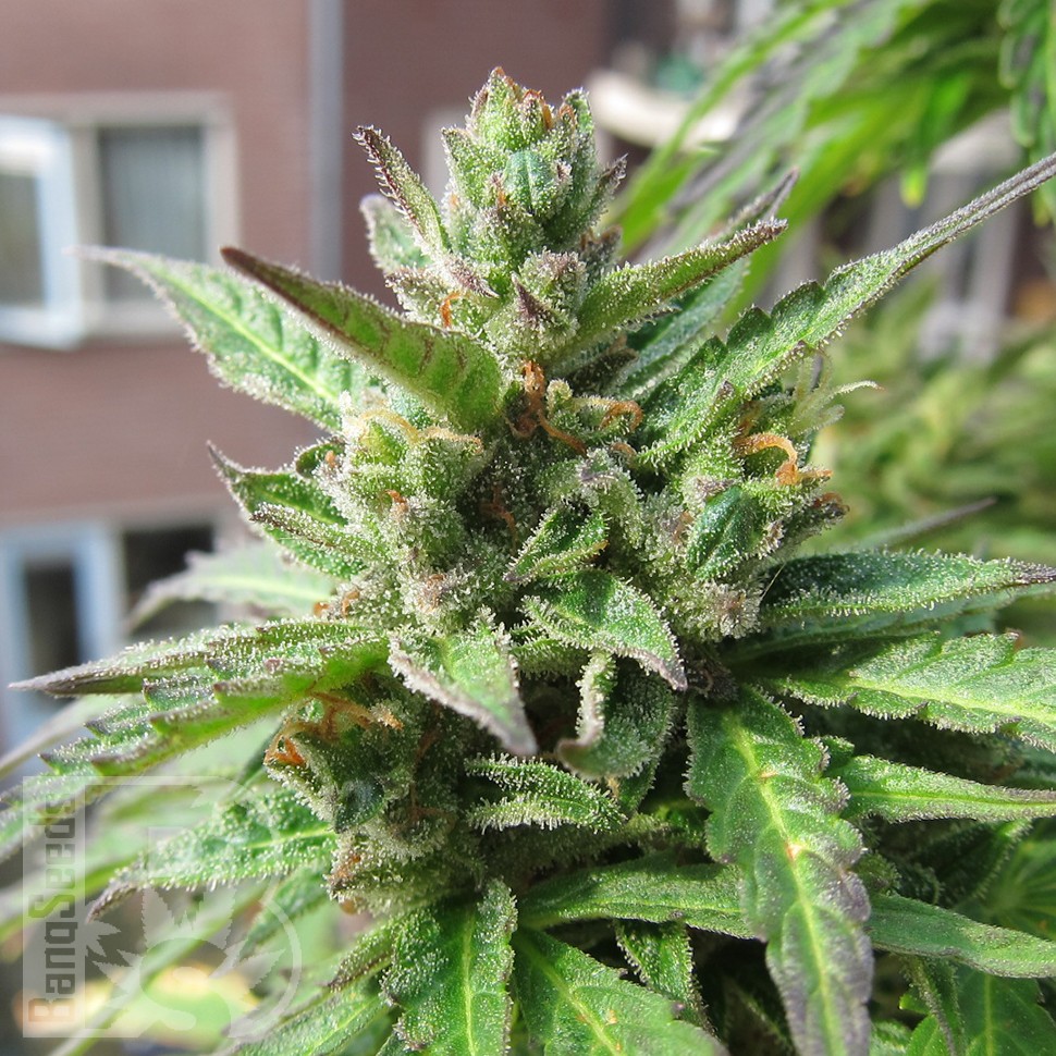 Семена ганжа Northern Lights x Skunk feminised Ganja Seeds