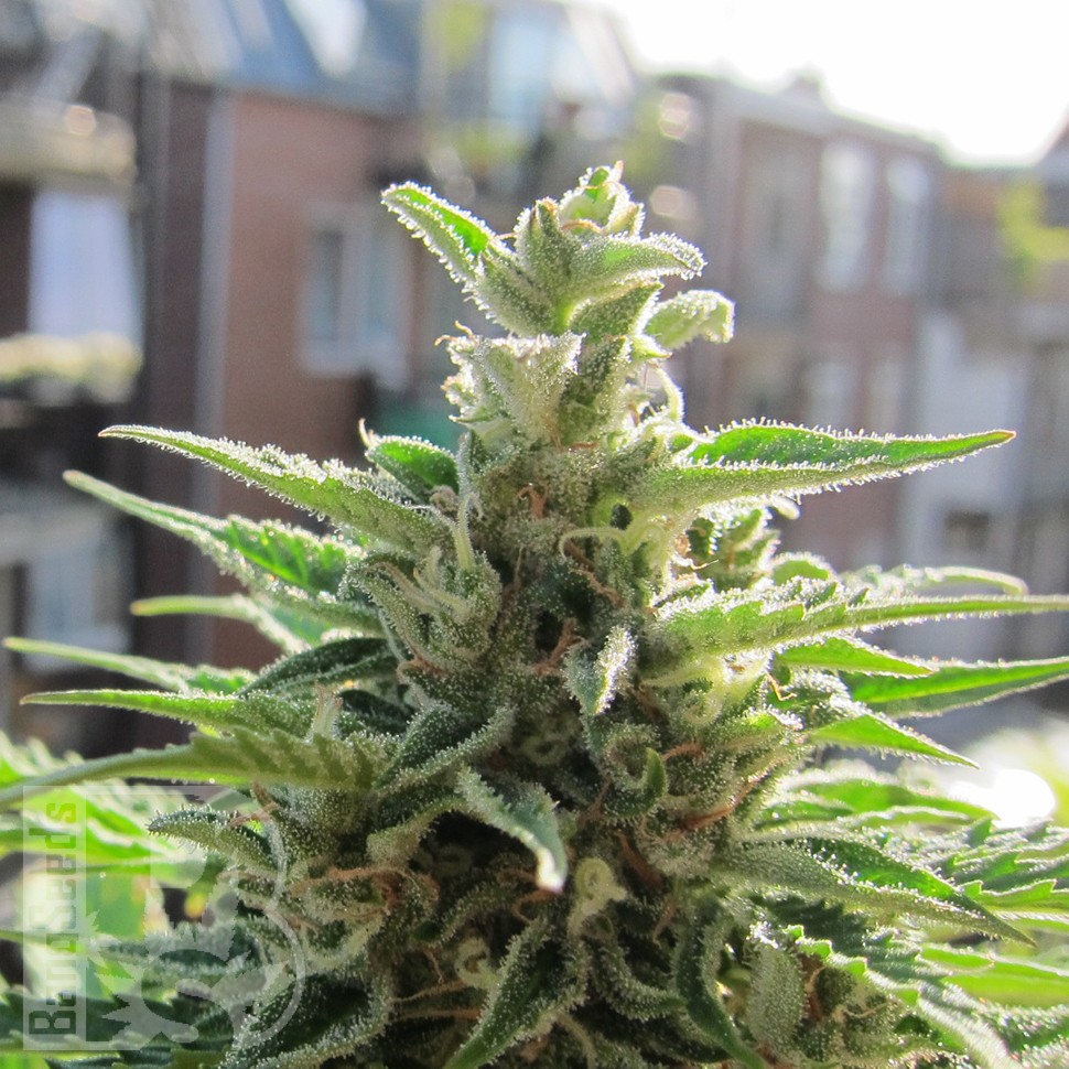 Семена ганжа Northern Lights x Skunk feminised Ganja Seeds Семена ганжа Northern Lights x Skunk feminised Ganja Seeds