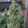 Семена ганжа Northern Lights x Skunk feminised Ganja Seeds Семена ганжа Northern Lights x Skunk feminised Ganja Seeds