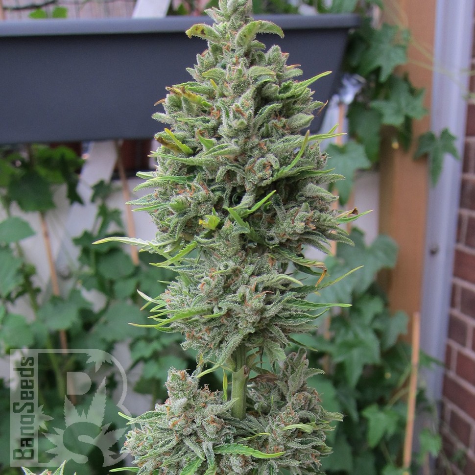 Семена ганжа Northern Lights x Skunk feminised Ganja Seeds Семена ганжа Northern Lights x Skunk feminised Ganja Seeds