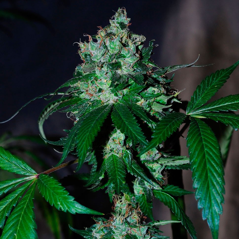 заказать семена конопли наложенным платежом Auto Big Devil feminised заказать семена конопли наложенным платежом Auto Big Devil feminised