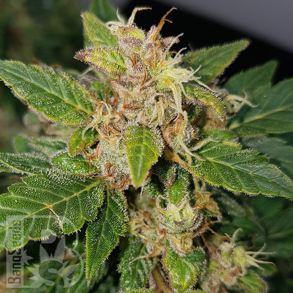 семена конопли Казахстан Auto Big Devil feminised семена конопли Казахстан Auto Big Devil feminised