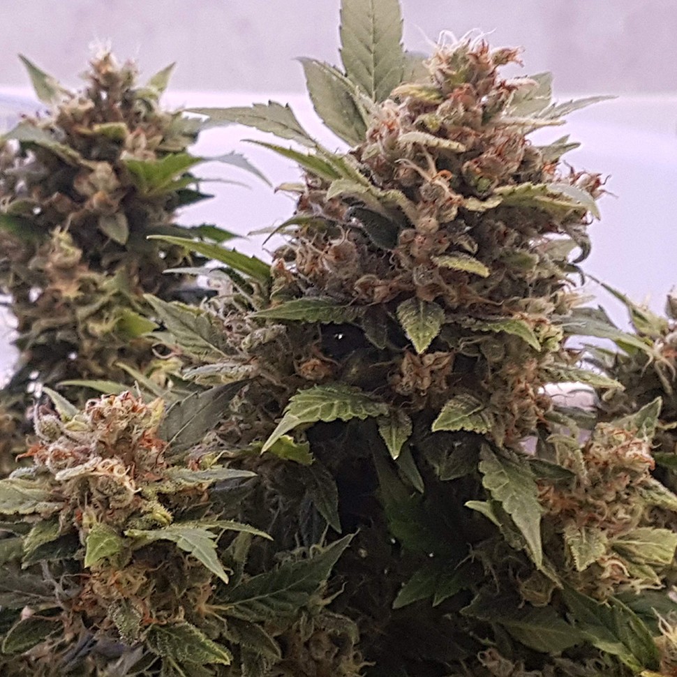 Семена конопли Auto Big Devil feminised Ganja Seeds